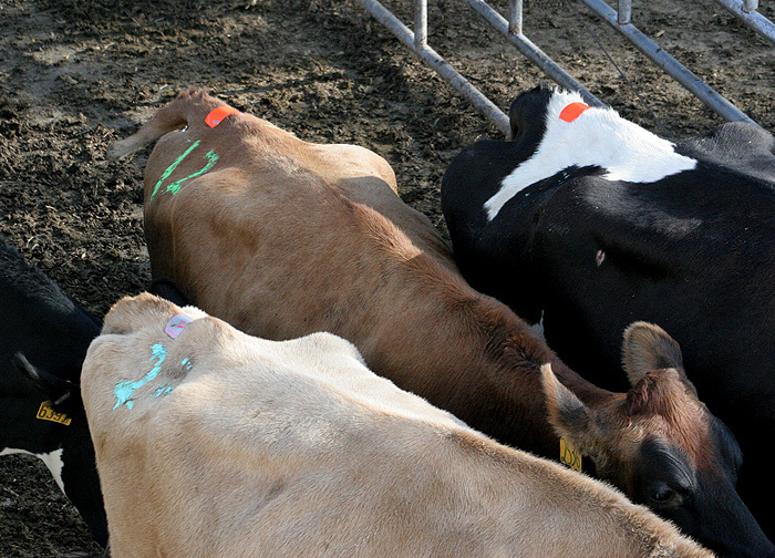 Estrotect Heat Detectors 50ct Red/Orange