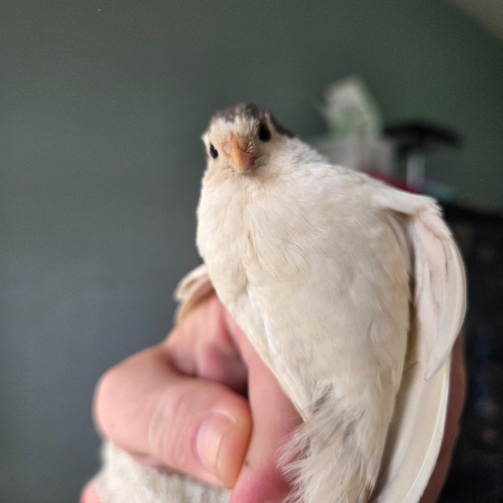 10+ Fresh Button Quail Fertile Hatching Eggs
