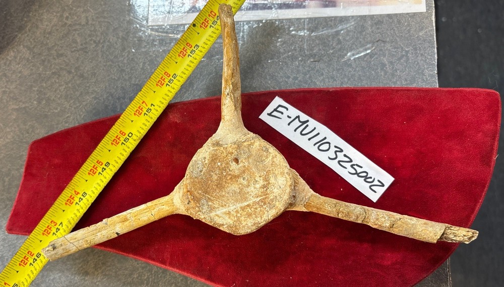 Mosasaurus Vertebrae