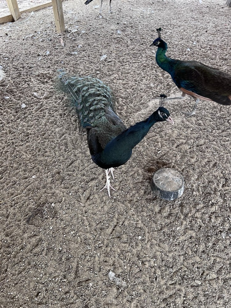 🦚 5 Peacock Peafowl Hatching Eggs 🦚 READ DESCRIPTION