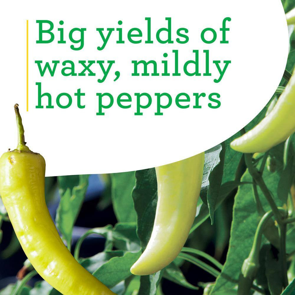 19 Oz. Hot Banana Pepper Plant (2-Pack)