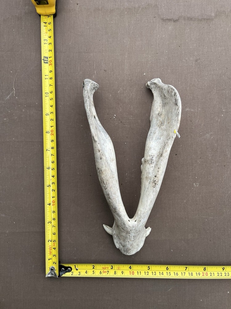 Real Lower pig hog Jaw Bone With Teeth