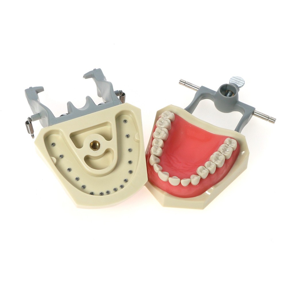 US Columbia Dentoform 860 Type Dental Typodont 32Pcs Teeth Model & Mounting Pole