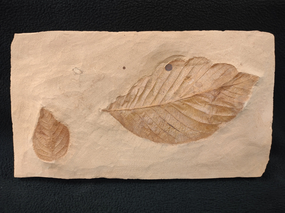 Red Plate: Leaf Fossils, Fort Union Formation, Glendive, MT