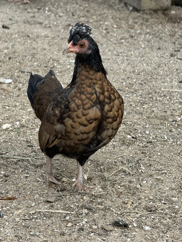 Kikiriki Bantam Hatching Eggs 8++