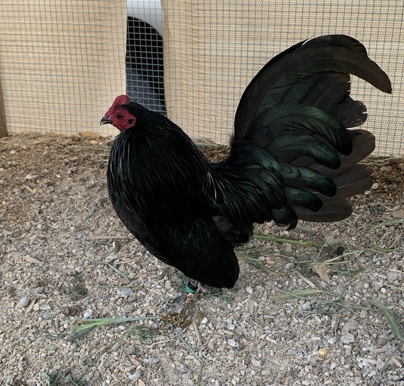 black old english Bantam 6 hatching eggs(Read Description)