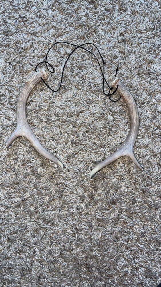 Buck Deer Antlers