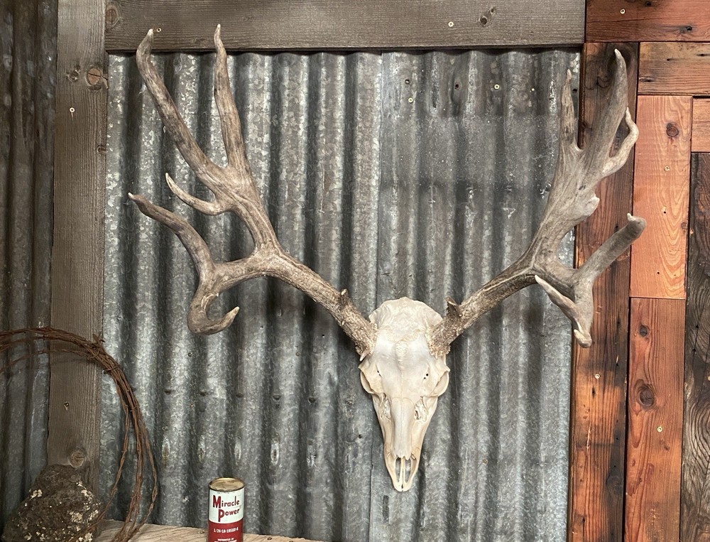 Mule Deer Rack ~ Antlers