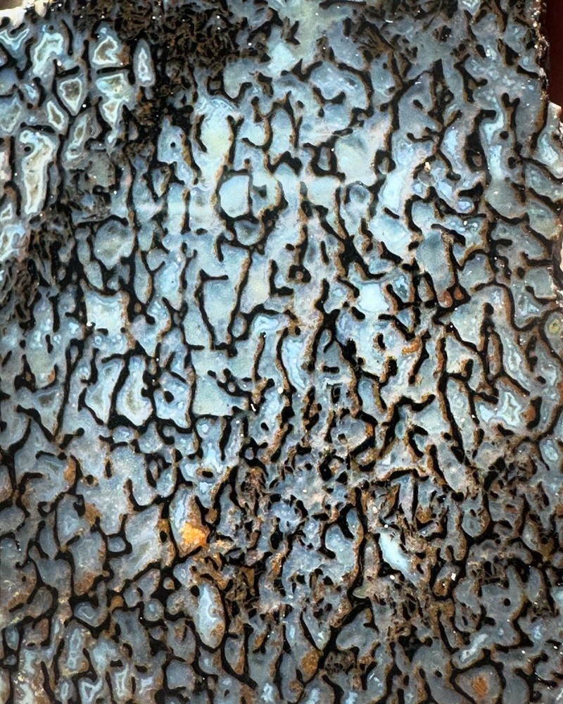 Dinosaur bone rough **hxtled wash split.