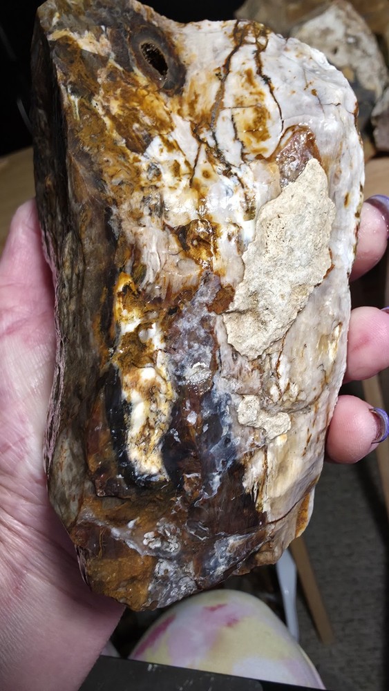 agatized petrified wood 3pc. Lot