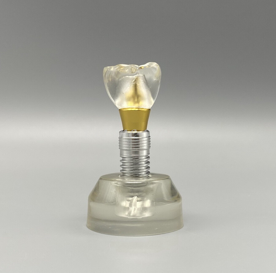 Dental Implant Demonstration Model Teeth Study Teach Typodont Model M2020 Detach