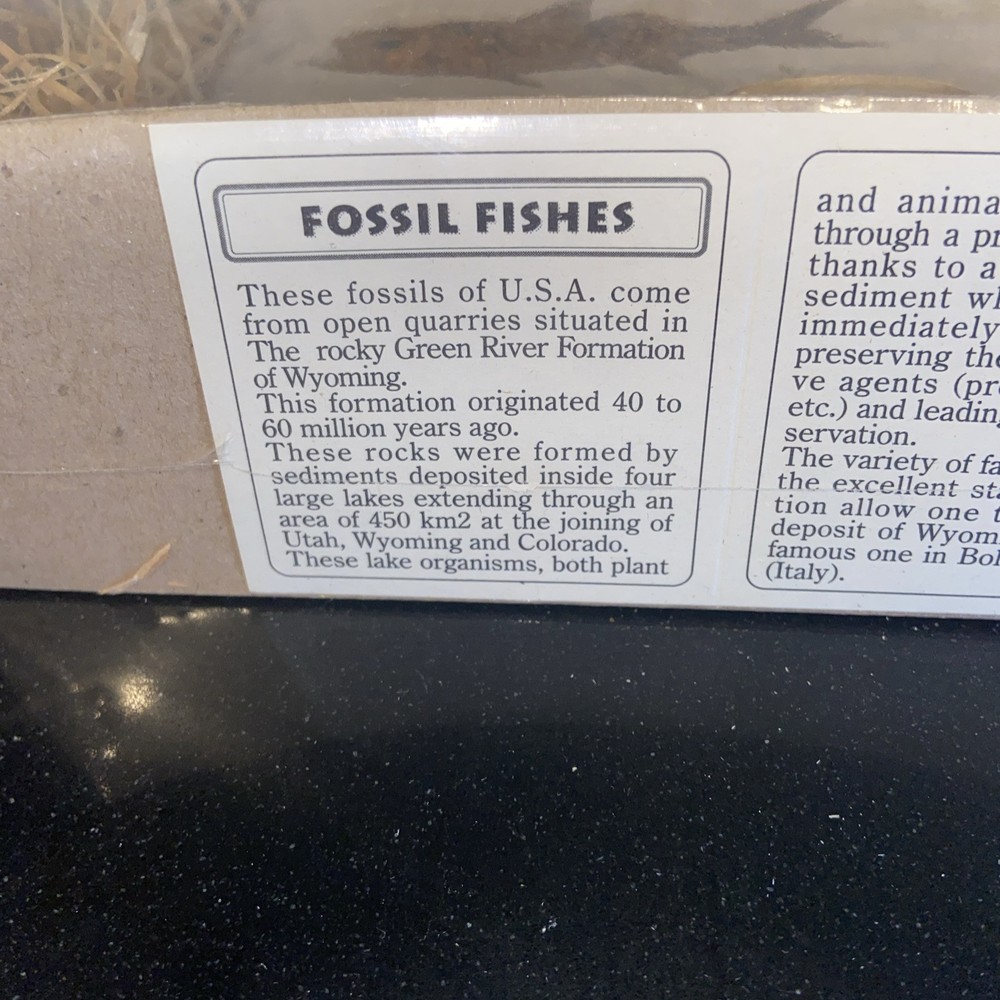 fossil fish green river formation wyoming