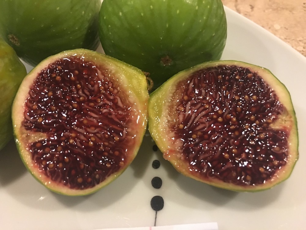 Yolo Bypass Fig (TP-FG-0004) (Two cuttings)