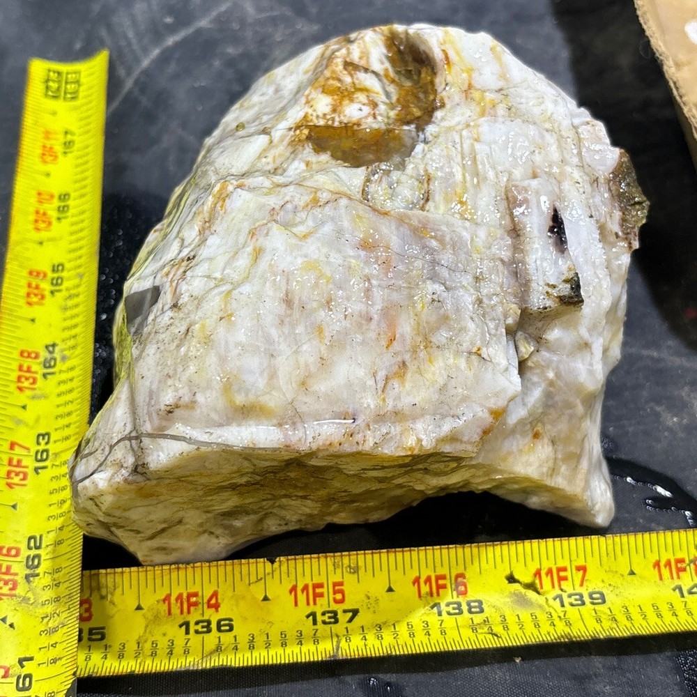 Silver Creek Junction petrified wood