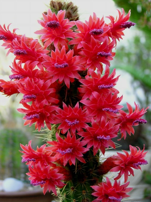 CLEISTOCACTUS SAMAIPATANUS