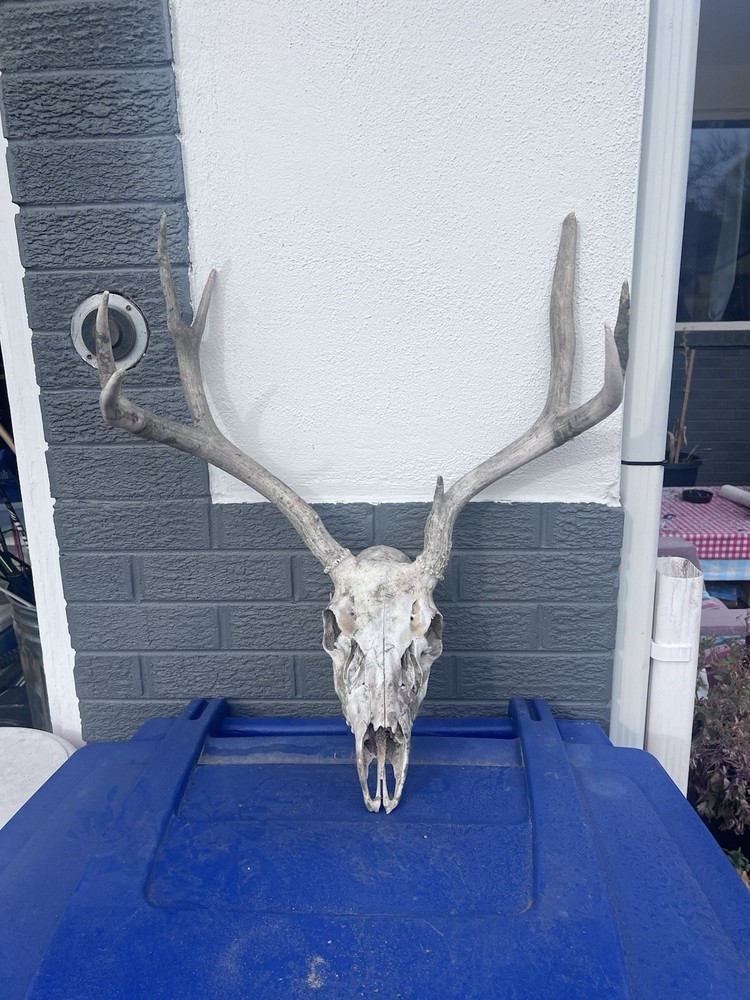 10 Point Buck Mule Deer Skull