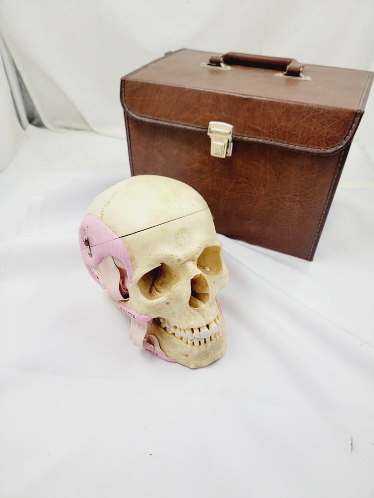 Vintage Somso Anatomical Human Skull And Case