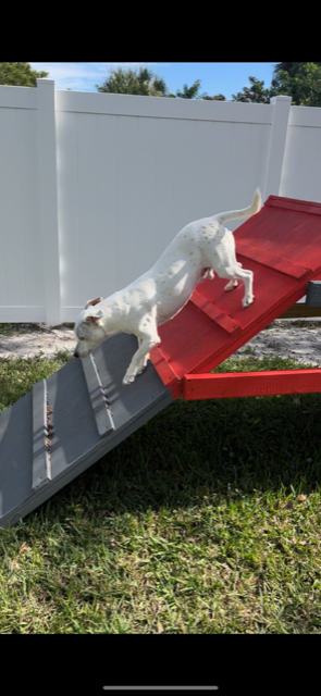 Dog Agility Ramp