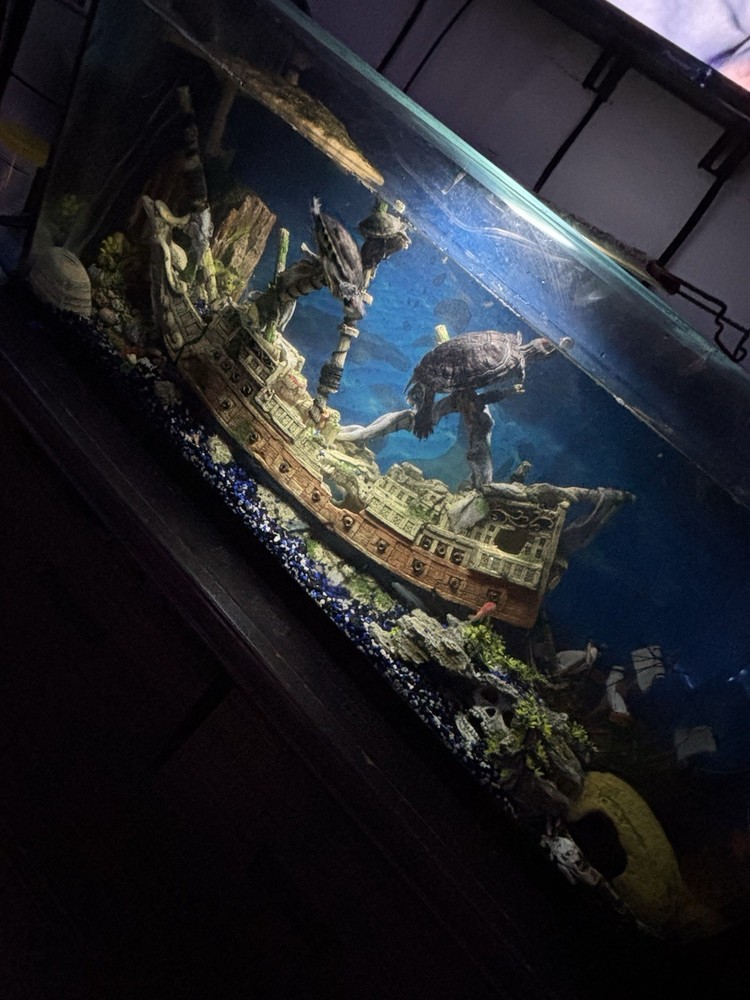 36 Gallon Fish Tank + Decor! (PLEASE READ DESCRIPTION!)