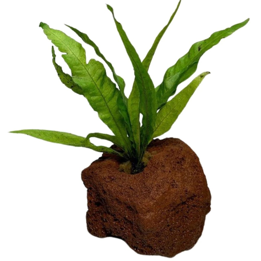 Java Fern (Rooted in Small Lava Rock)