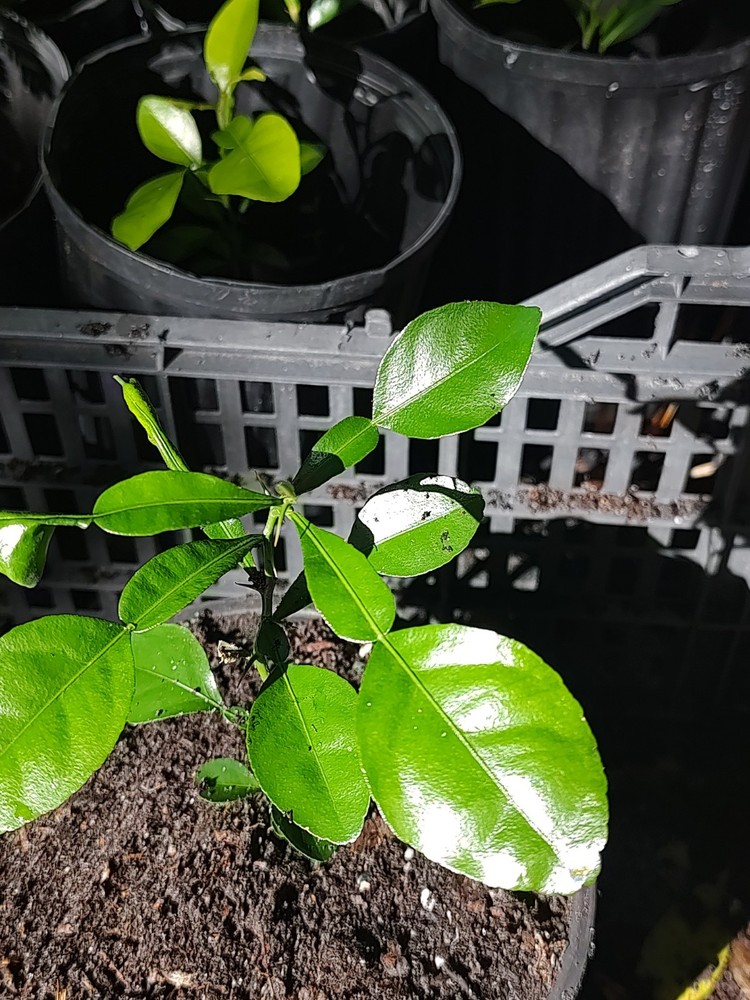 KAFFIR LIME PLANT GROWN FROM SEED
