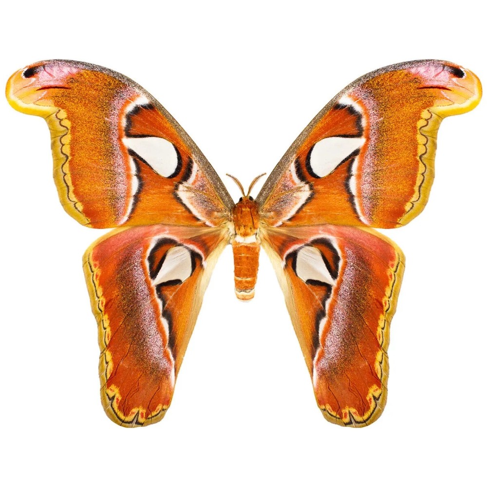 Unmounted attacus atlas (female)