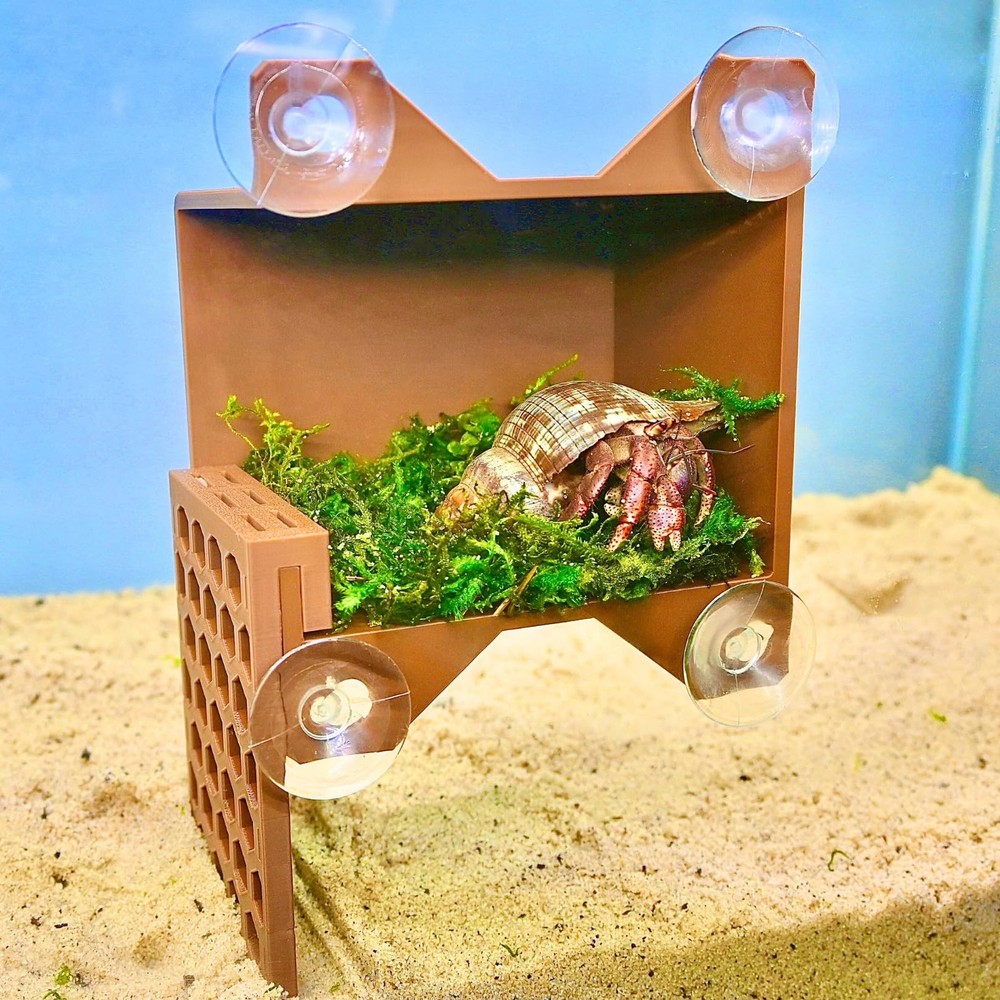 Hermit Crab Climbing Wall Foraging Cave | Ladder Viewing Brown