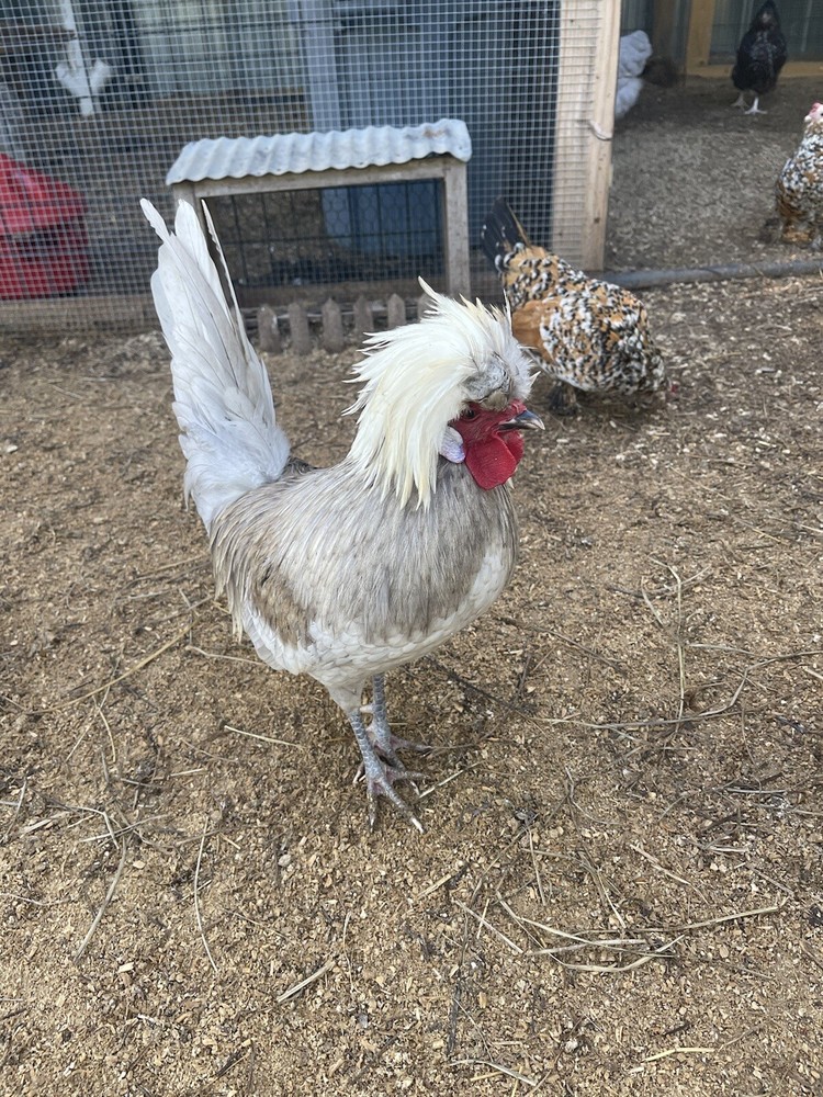 12+ Blue Black Splash Bantam Polish Hatching Eggs Chickens Rare