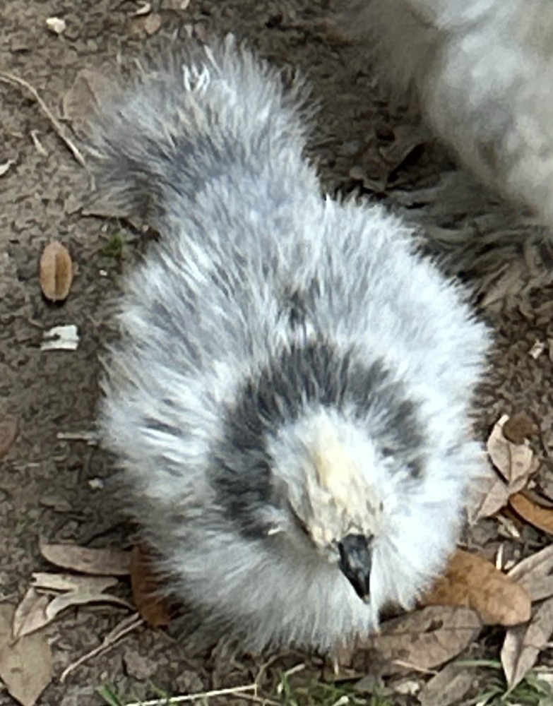 4+ Fertile Silkie Hatching Eggs NPIP