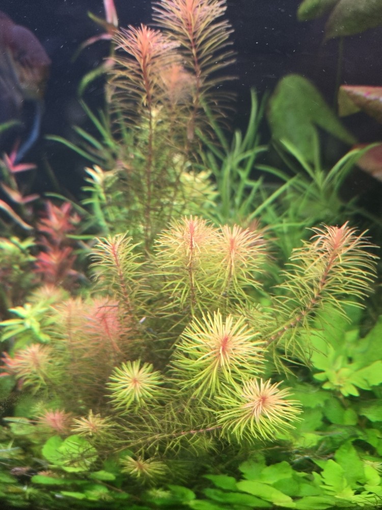 Rotala Wallichii 15 Stems