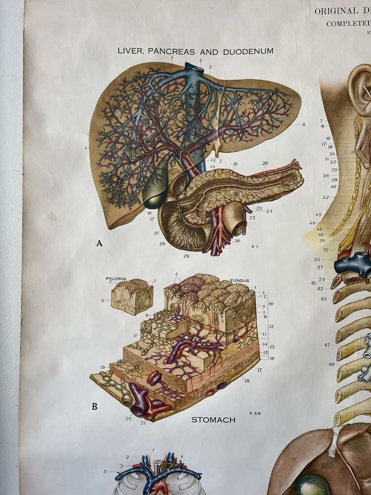 Vintage Frohse American Anatomical Pull Down Wall Chart Digestive System