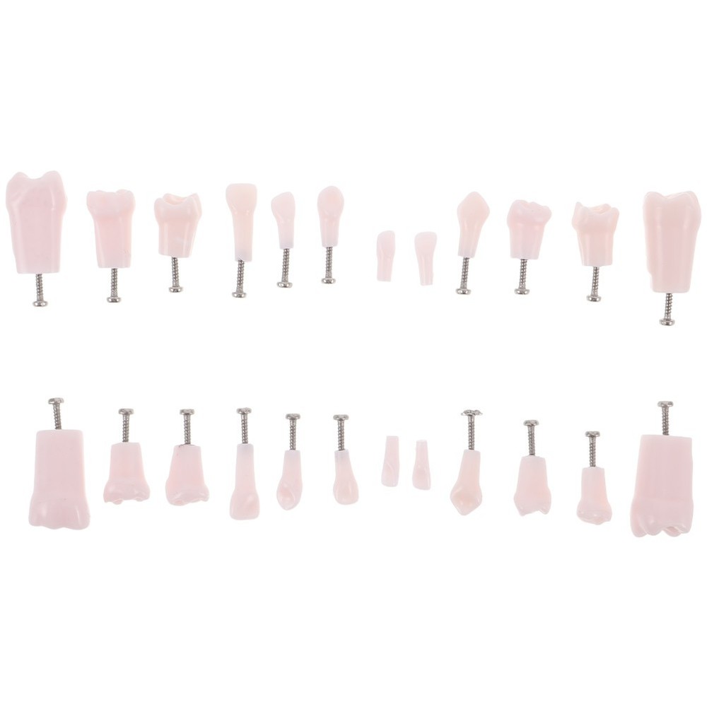 24 Pcs Dental Practice Teeth Typodont Teaching Model Removable Tooth Set