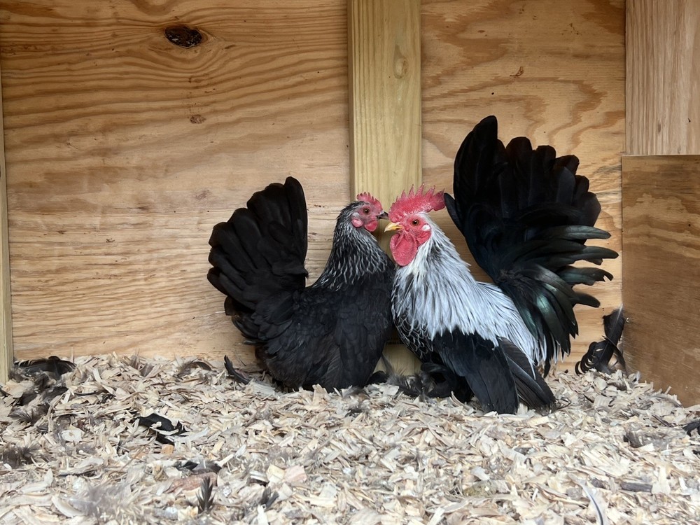 Assorted Bantam Hatching Eggs—Exhibition Line