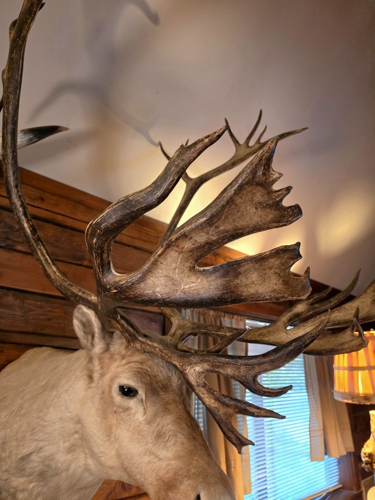 HUGE Alaskan Caribou Shoulder Mount