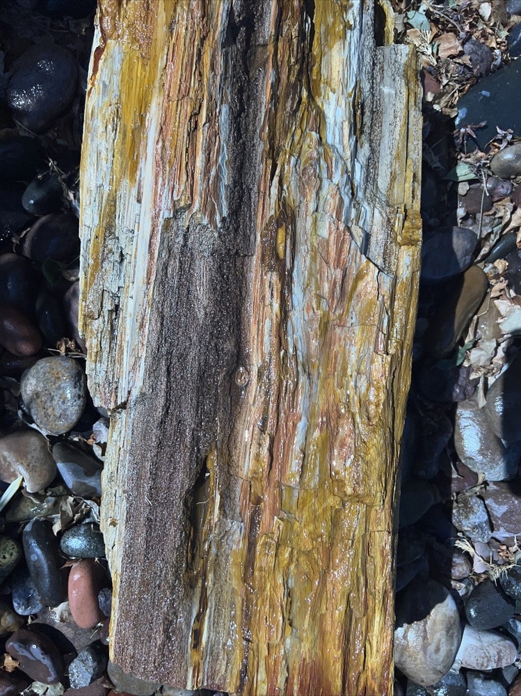 PETRIFIED LOG Large Piece.