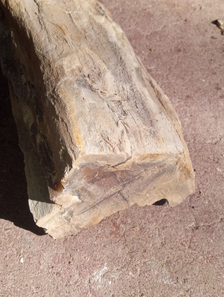 Petrified Wood Permineralized Rough 4 lbs+