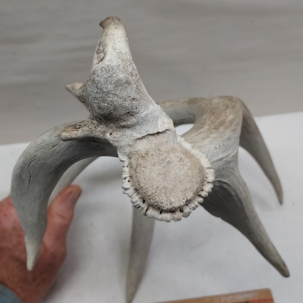 Shed Non Typical Whitetail Deer Single Antler
