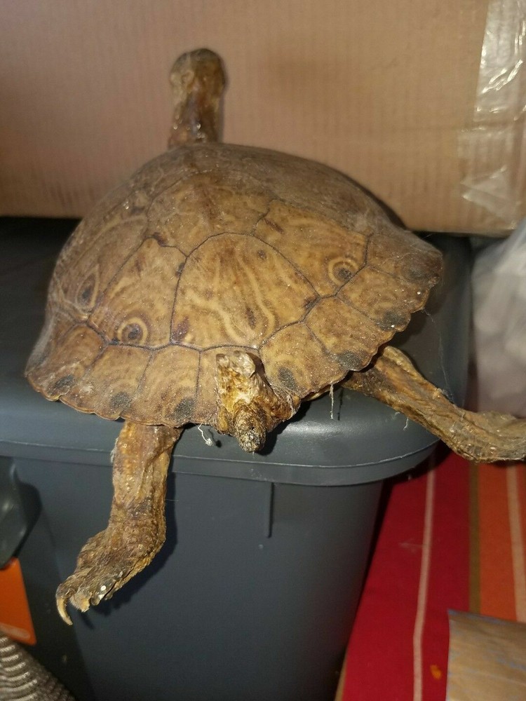 Awesome real turtle taxidermy.