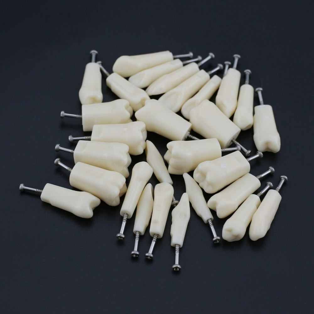 28 Pcs/Bag Dental Teaching Study Model Replacement Screw-in Teeth Tooth Grain