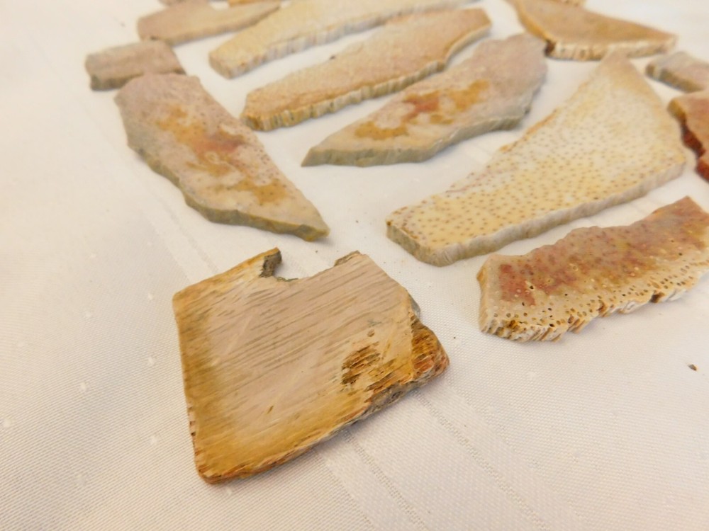 Fossilized palm wood slabs 1lb bag