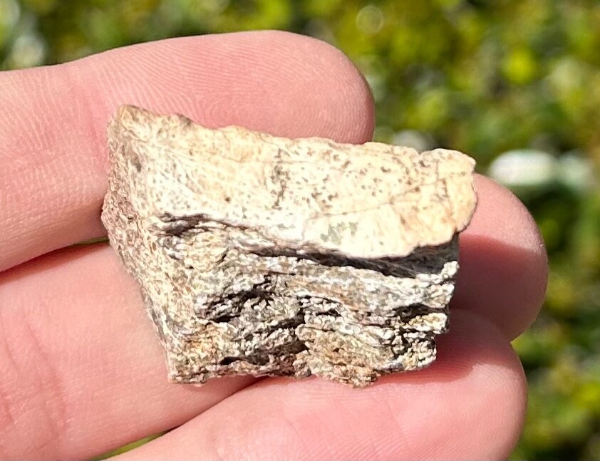 Fossil Triceratops Frill Bone Hell Creek Formation Cretaceous Dinosaur Bone