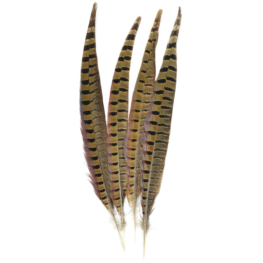 Ringneck Pheasant Feathers 4/Pkg Natural