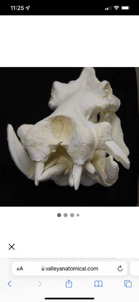 Hippopotamus Skull REPLICA
