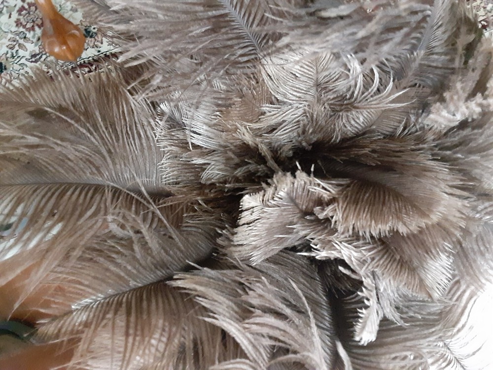 Feather Duster