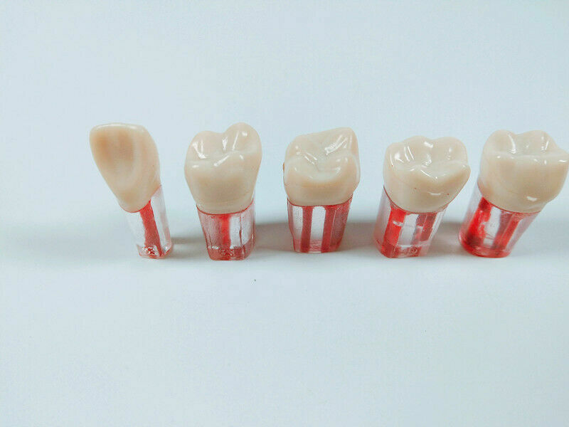 5pc Dental Root Canal Teeth Study Practice Model Endodontic Pulp Files Clear #11