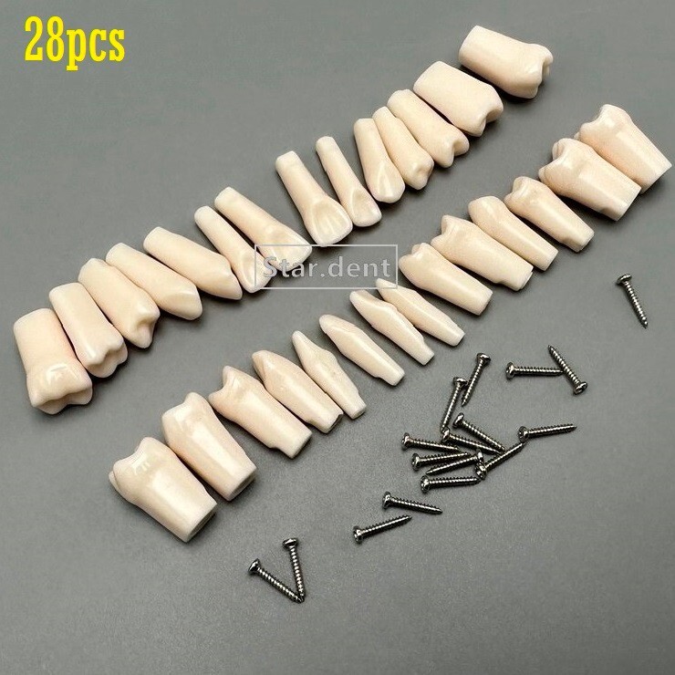 Dental Study Teeth Models Technician Practice Preparation Removable Tooth Nissin