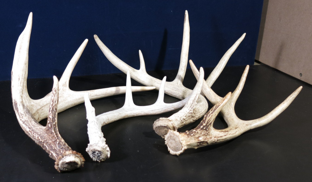 Assorted Deer Antlers