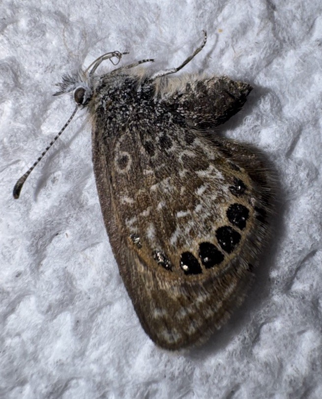 JSRL - EASTERN PYGMY BLUE BUTTERFLY Brephidium isophthalma 5