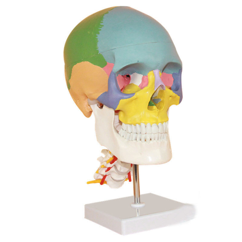 Life Size Anatomical Human Skull Model with Colored Bones Cervical Vertebra Base