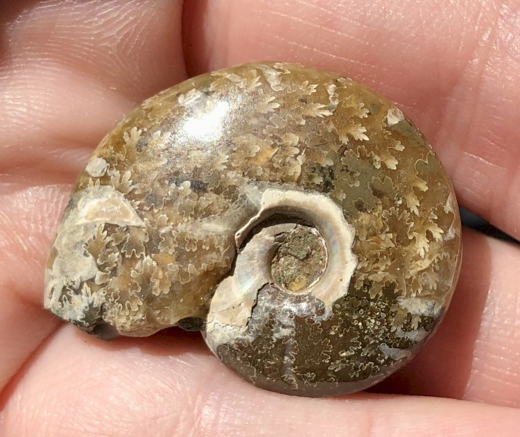 Polished Madagascar Iridescent AMMONITE Specimen - Stability! - C22